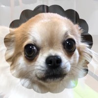 Cocoa (@cocoa76728750) 's Twitter Profile