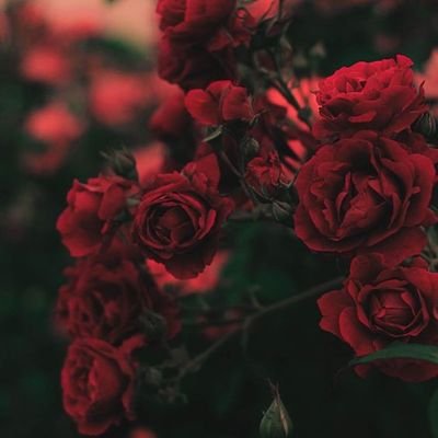 تويتر عباره عن تصويري واعلانات للتواصل تويتر