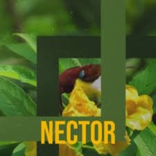 ANDREWNECTOR1's profile picture. Economist And Director NECTOR INVST ug LTD