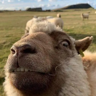 village_sheeple's profile picture. 