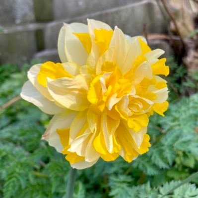 Friends of Dalry Cemetery