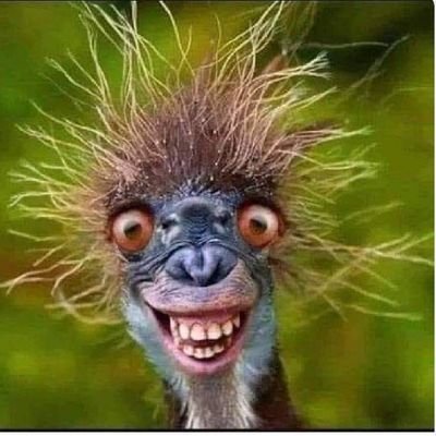 WhatsgoA's profile picture. Retired sous chef...Patriot since birth, big red pill pharmacist....p.s. I don't follow back Ho-bots...