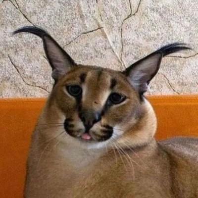 lucahowles's profile picture. doot doola doot doot