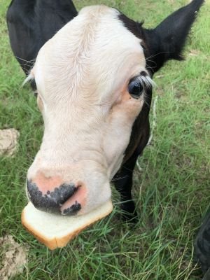 wwdvm's profile picture. 