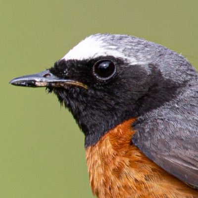 An account dedicated to British and Irish sightings of the #phoenicurus Common #redstart and Black #redstarts. Please tweet us sightings and photos.