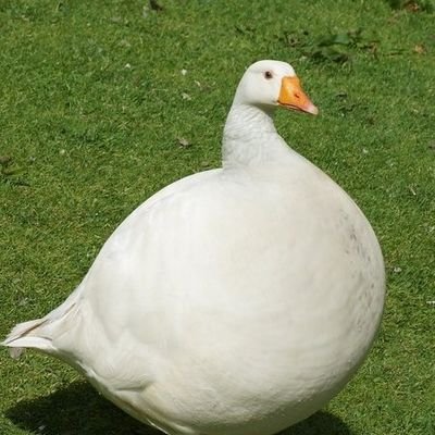 Dirdy Birdyさんのプロフィール画像