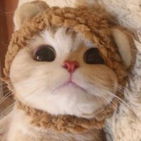 木里木里 (@1rdr889dvtcef09) 's Twitter Profile