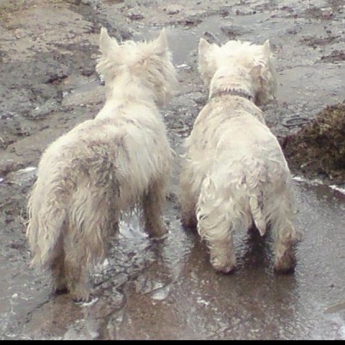 dibuckley32's profile picture. 