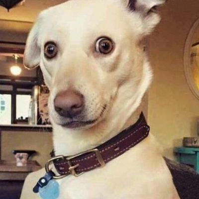 pauschub's profile picture. 