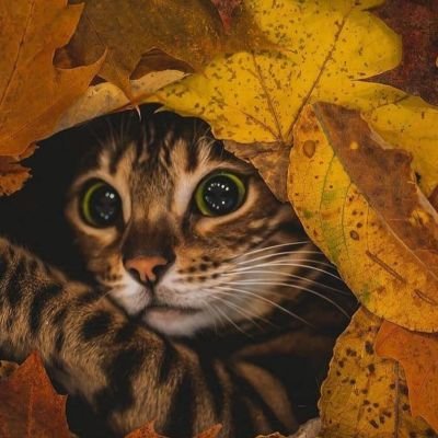 sojchyneKrylo's profile picture. Дух що тіло рве до бою