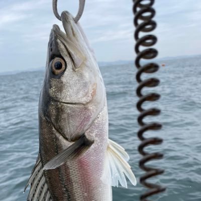 ルアーで釣れる物はなんでも釣りたい!木更津から船出せますのでガソリン代だけもらえれば出しますので興味がある人はDMお願いします! 主に東京湾全域をホームにしてます。 誰でもフォロー構いません。シーバス、メバル、カサゴ、青物 とりあえずMAZUMEは好き