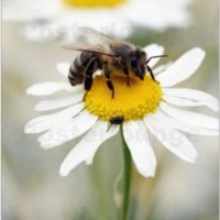 L'Ape Regina🐝🌼(@laperegina77) 's Twitter Profile Photo