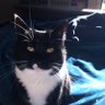 voraknz's profile picture. 🇳🇿 I love living in the country. job - Chief Pest Control Officer. hero - @number10cat. #gladdersyoga #tuxietuesday #whiskerswednesday #catsoftwitter
