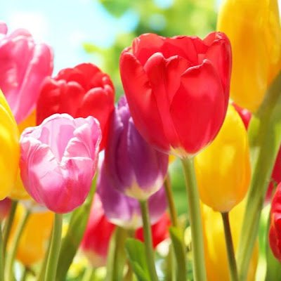 ResolveRumi's profile picture. Nil