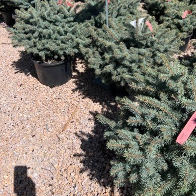 HikingHank's profile picture. Tired. Mainly prefer cheese. Reply guy.