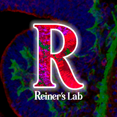 🧠 BrainBuild: Unravelling Corticogenesis 🧠
Prof. Orly Reiner's Lab @WeizmannScience