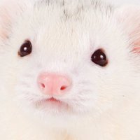 チョコちゃんねるwithミント (@choco_with_mint) 's Twitter Profile