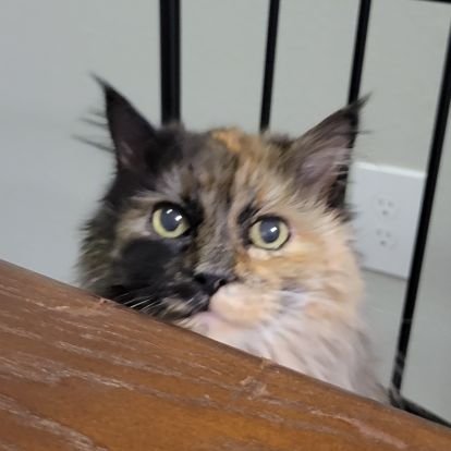 rachelizabeth_m's profile picture. opinions are my own