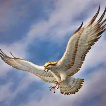 zairyhasnan92's profile picture. Psychologist, fligh eagle 💙