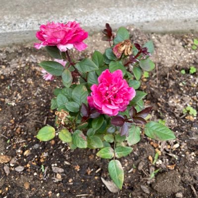 VgRg1g0ykWCdbWh's profile picture. 木更津市祇園のやよいピアノ教室です🎹