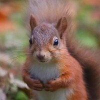 Bedlington Reds (@bedlington_reds) 's Twitter Profile