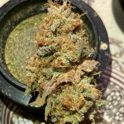 Wu12151475's profile picture. weed 种子 tg电报: @diyaFei (不是直接点 复制到TG)别相信评论区任何人！大麻420