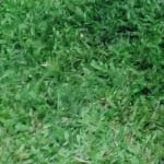 Sunrize_17's profile picture. 