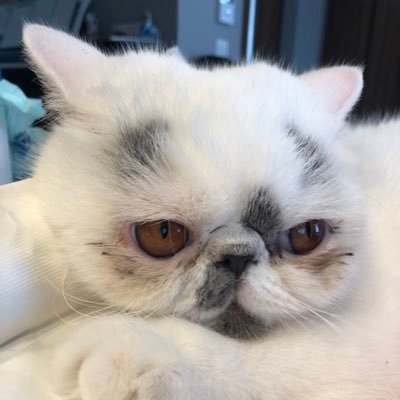 3d4aiWkLyu6Kk1W's profile picture. 我が家の垂れ眉お猫様ペコさんのお姿を。