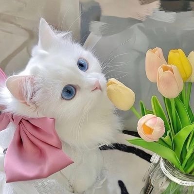 czimyourss's profile picture. isinya asbun sMw.