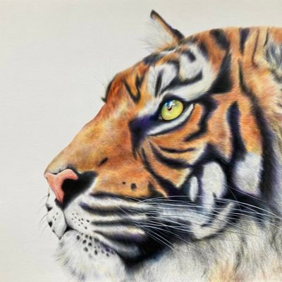 Artist producing pet portraits and paintings of wildlife using coloured pencils and watercolours.