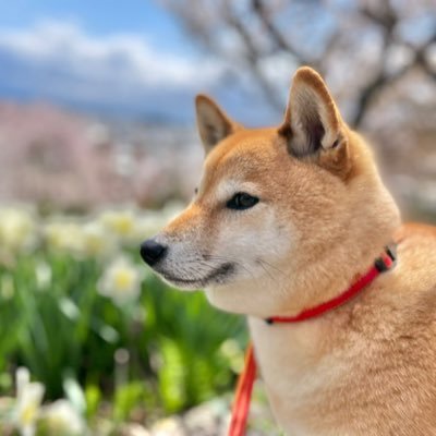 柴犬の魅力を伝えたいおじさんです。２匹の柴犬をこよなく愛してます。蔵王が見える山形で柴犬ライフ満喫中 !!!!!! ✴️ゆ ず🚺2016.9.10生 🐕 ✳️ぽんず🚺2020.5.16生 🐕 迷わず飼えよ、飼えばわかるさ😁 My life feels hopeless.