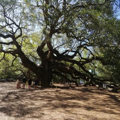 CryptoShrimp01's profile picture. Crypto enthusiast and long term hodler.