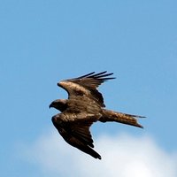 DH 🇫🇮🇪🇺🇺🇦 (@dividendhawk) 's Twitter Profile