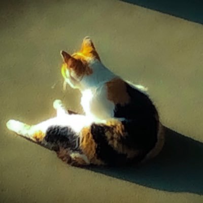 ayck608's profile picture. 自己満足アカウント