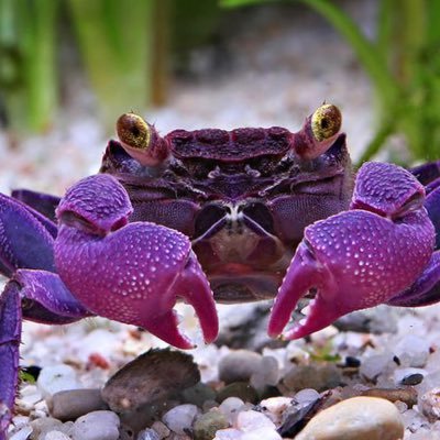 CRAB