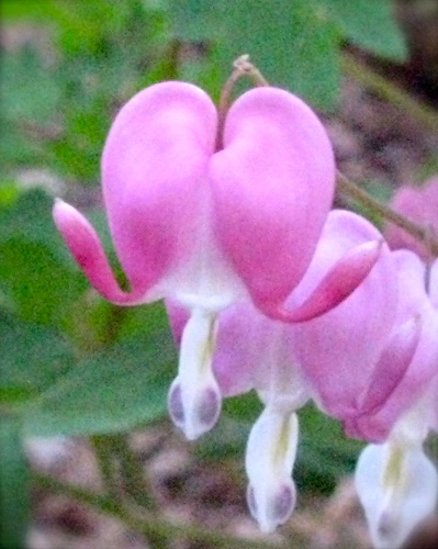 redagainPatti's profile picture. 