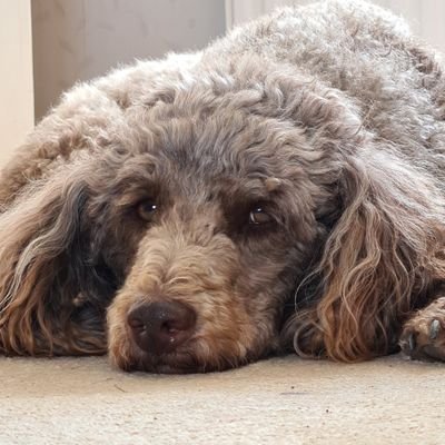 Brown coloured male Poodle Hearing Dog, born August 2019. Being socialised in North Yorkshire. Some opinions  might be his Dad's!