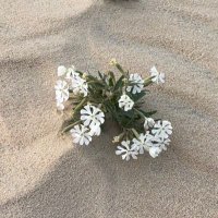Muparak (@mhar1390) 's Twitter Profile