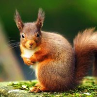 Rufus McNutt 🏴 🇮🇪 🇩🇰 #FBPE #FBPR (@rufusmcnutt) 's Twitter Profile