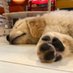 犬バカ (@golden_malo) Twitter profile photo 犬バカ (@golden_malo) Twitter profile photo