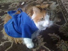 Three-legged wonder cat and social media entreprenuer. Don't dis my ability.