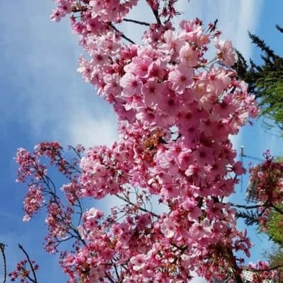 SmeyeRamazan's profile picture. Gazi Üniversitesi