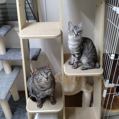 rcOFfWiiwxISAAm's profile picture. 主にダビマス、猫用

牧場名は保護した猫から

千葉県の小さな港町で水産業を営んでいます。
Twitter少しは慣れてきましたが、不手際がありましたら申し訳ありません。
宜しくお願い致します。