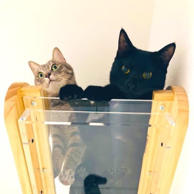 動物病院専属のドッグインストラクターとして働いています。猫🐈🐈⬛と娘(2019.2)と独り言。息子(2023.8)も新たに仲間入り👶🏻