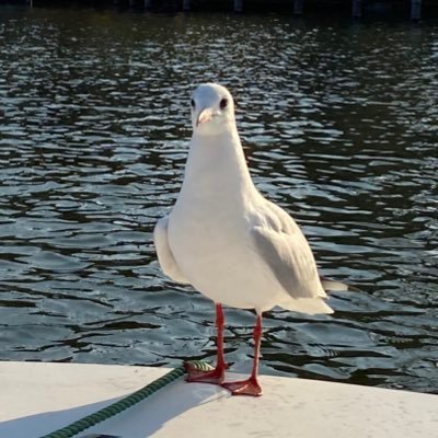 helloyaguchi1's profile picture. 楽器、90年代Jロック、車、鉄道（見るだけ） 写真少々、アニメ、アニソン、デザイン少々浅く広くの器用貧乏を目指しています。そして時が止まっています。 最近Adobe プレミアプロで動画編集をはじめました。 無言フォローすみません