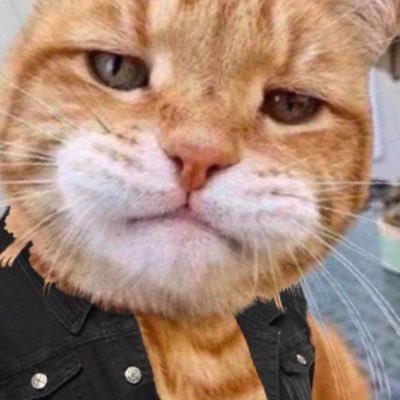 JonMeowxley Profile Picture