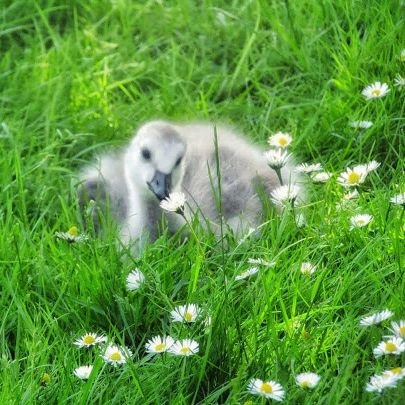 Finding the beauty in everyday life. 😎
Based in Milton Keynes, UK 🇬🇧 
All photos are our own 📷 📱
silver member @scenesfrommk 🥈