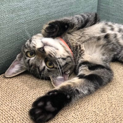 g1MjWUqQLP4AuPC's profile picture. 3月の初めに我が家にやってきました🐱 犬派の私が猫たんにメロメロ😇🍀 みーたんのリアル日常を投稿しています。よかったらみてね🐱https://t.co/wnOVbJCkEK