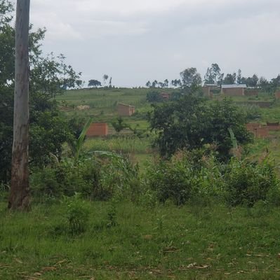 barick14kyando's profile picture. mkulima.