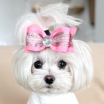 magoothemalty's profile picture. Hi! I’m Miss Magoo 🐶 just 2 kilos of happiness. I’m a smiling Maltese girl, wearing funny hairdos with my well known pineapple look ❤️#magoothemalty #dog